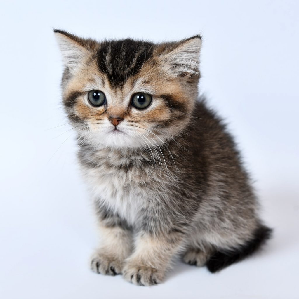 Dieren Gedrag Advies