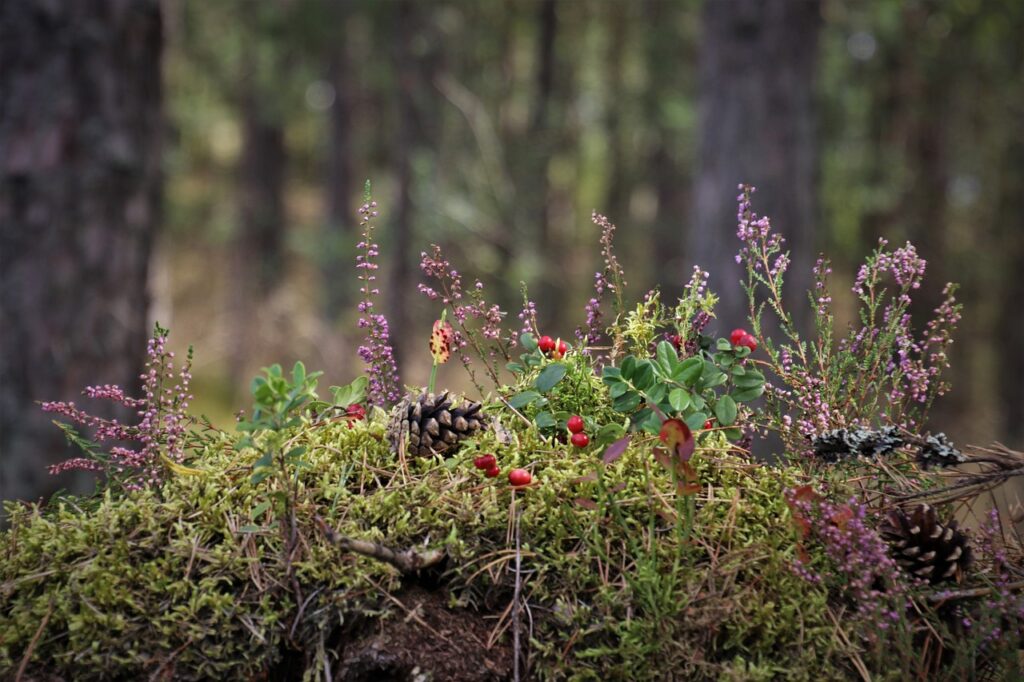 moss, plants, forest
